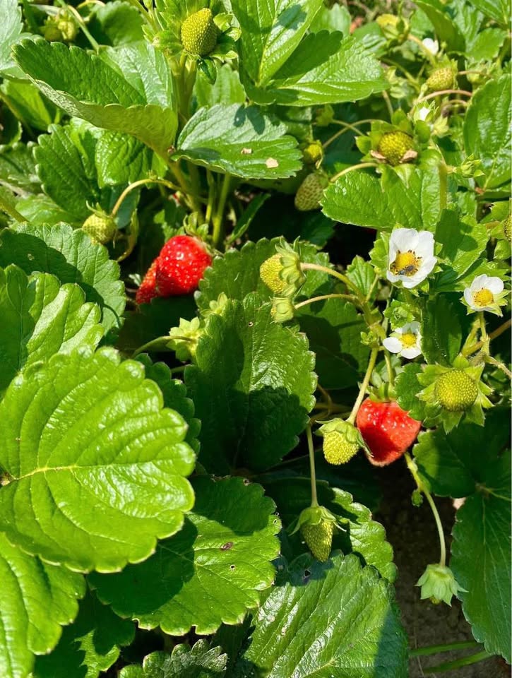 Organic Strawberry Plants