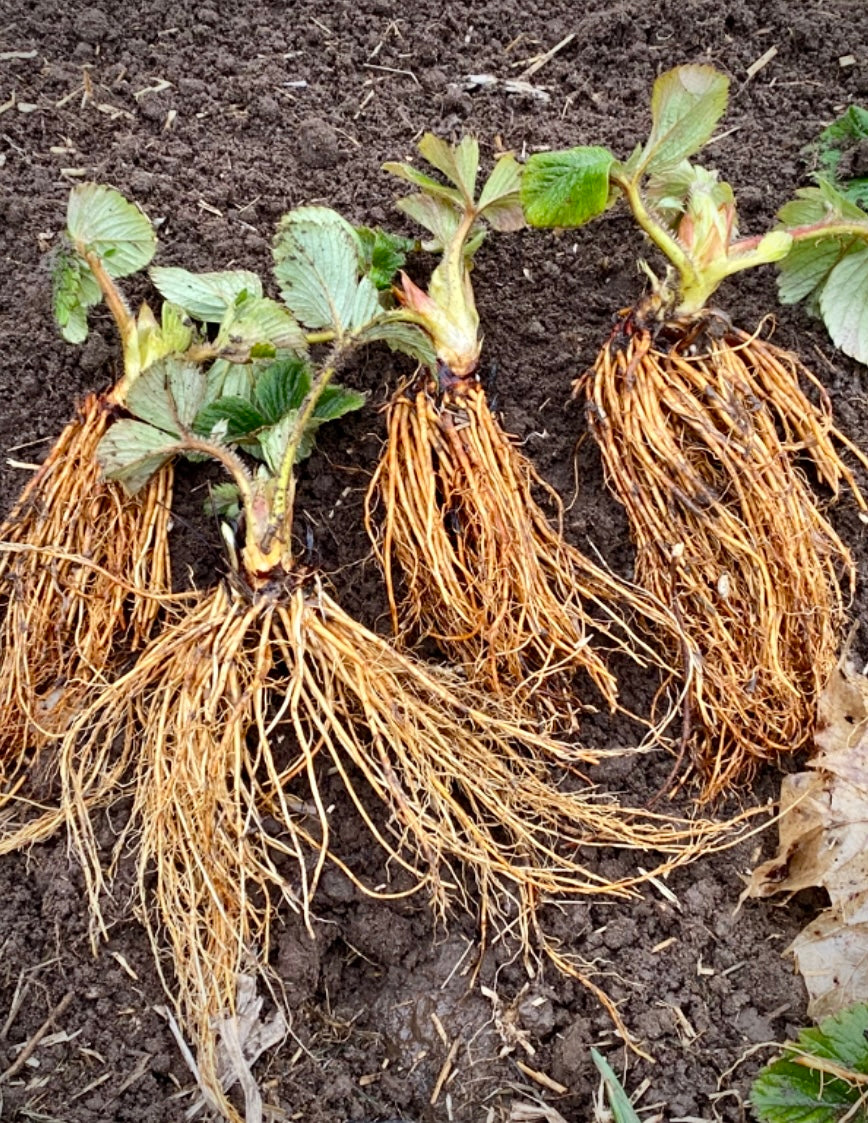 Bare Roots