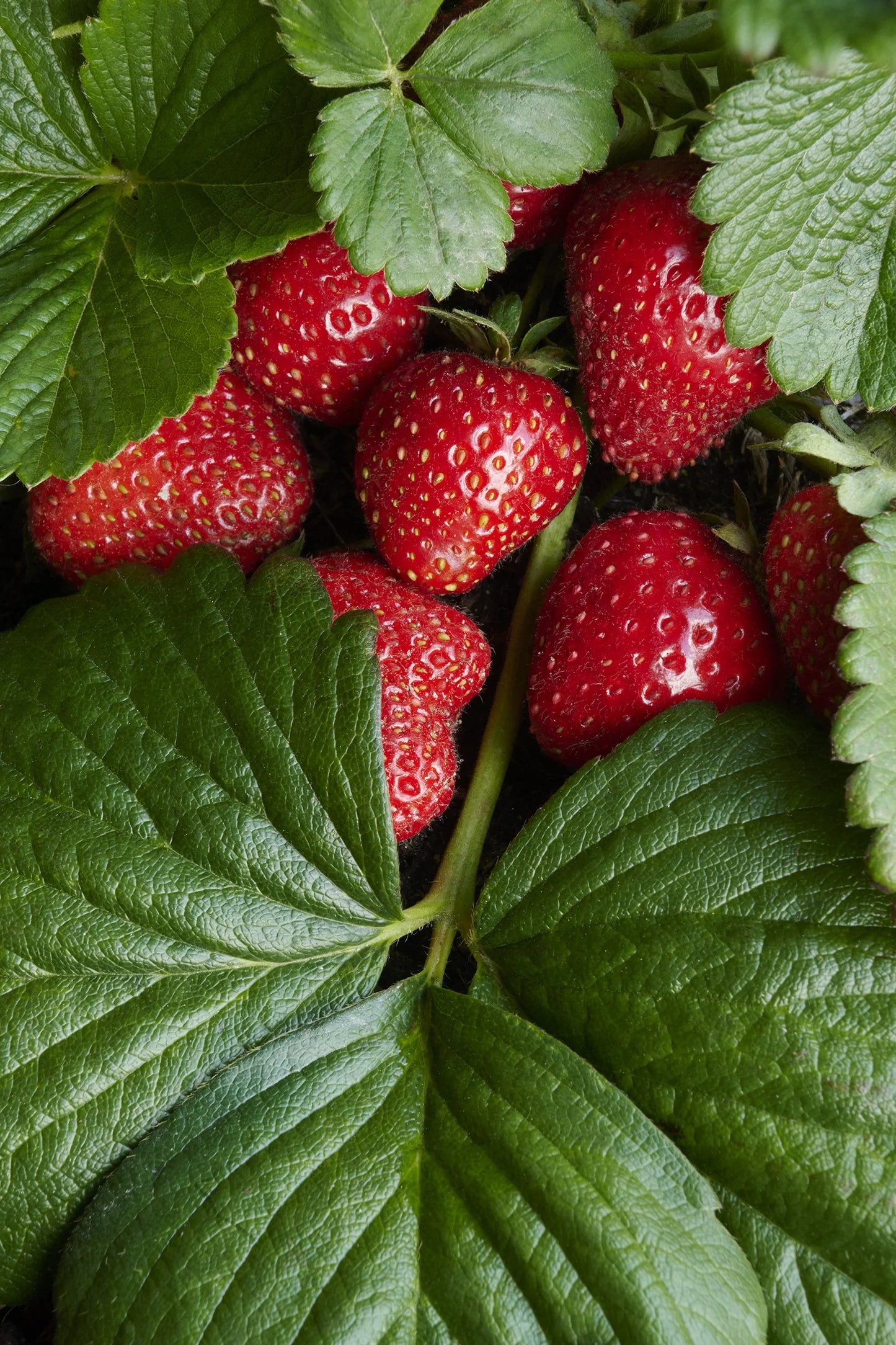 Albion Strawberry (Everbearing)