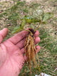 Cabot Strawberry - (Late Season)