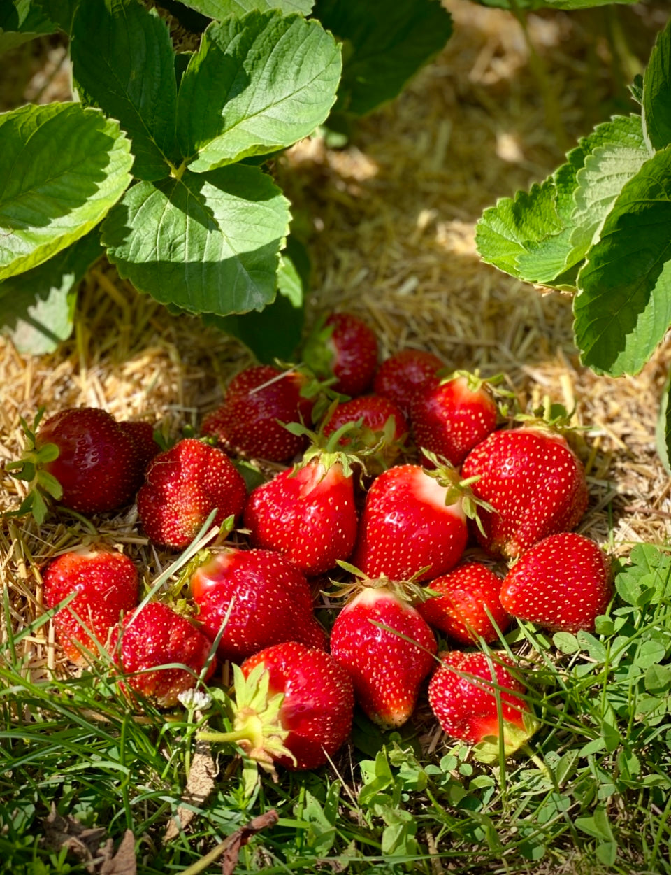 Honeoye Strawberry - (Early Season)