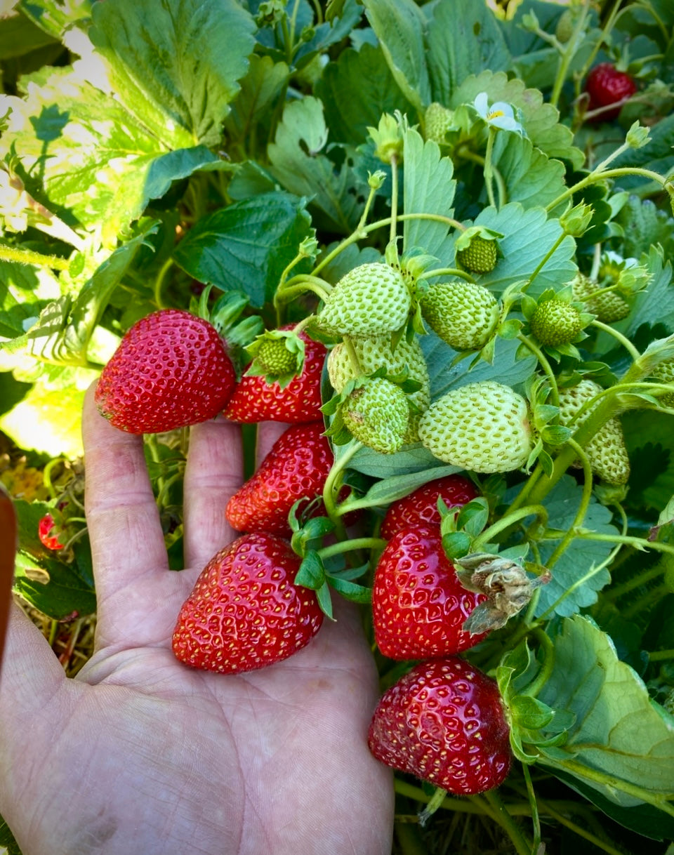 Albion Strawberry (Everbearing)