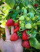 Albion Strawberry (Everbearing)