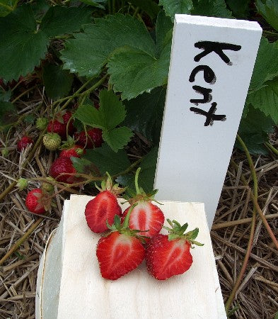 Kent (Early Season)