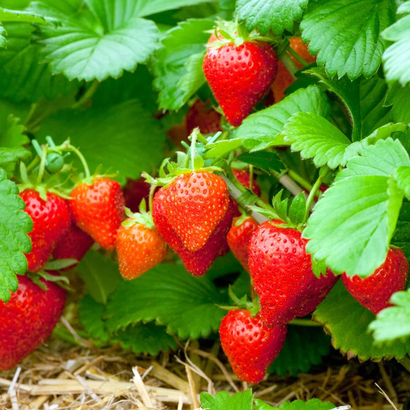 Honeoye Strawberry - (Early Season)