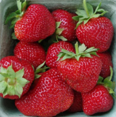Wendy Strawberry - ( Very Early Season)